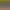 Arcadous